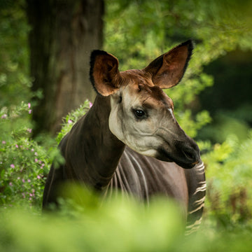Inspired by the Okapi.