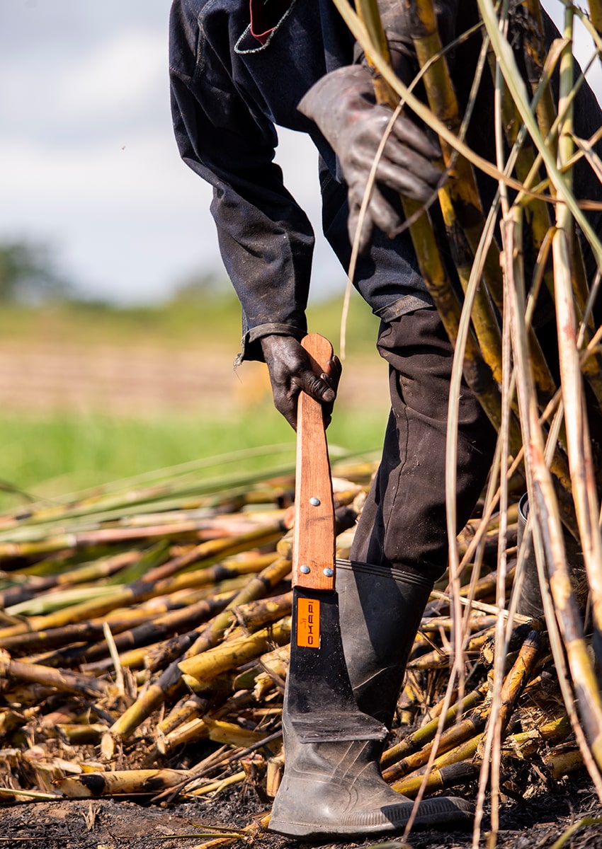 Okapi cane knife – classic wooden handle, built for rugged everyday use